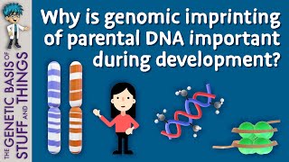 Genomic imprinting It takes two to make a thing go right [upl. by Ahsennek]