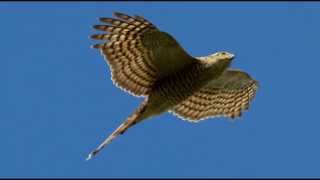 Sparrowhawk Bird Call Bird Song [upl. by Einahpad]