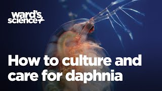 Caring and Culturing for Daphnia [upl. by Morocco]