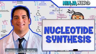 Metabolism  Nucleotide Synthesis  Purine amp Pyrimidine Synthesis [upl. by Eerhs]