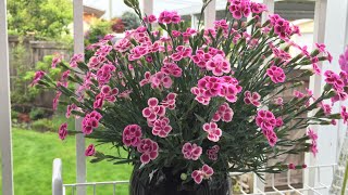 Carnation  Pink Kisses Dianthus  Deadhead Throughout Summer [upl. by Ahusoj]