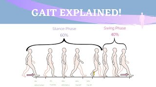 Gait Range of Motion Animation [upl. by Aihcats402]