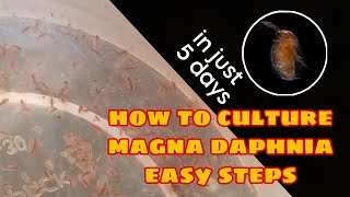 How to Culture Magna Daphnia Easily [upl. by Terrag]