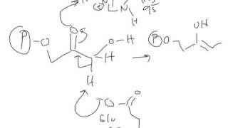 CHEM 407  Glycolysis  5  Triose Phosphate Isomerase [upl. by Eimmas]