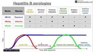 Hepatitis B Virus Serology [upl. by Henleigh222]