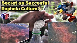 How to Culture Daphnia Successfully [upl. by Leuname234]