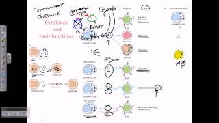 Cytokines and cytokine receptors [upl. by Iegres]