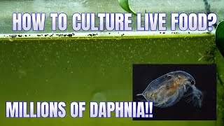 How to Culture Daphnia Secret Method to Breed MILLIONS  Simply Aquatic [upl. by Aiuhsoj]