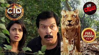 एक Ferocious Leopard की खोज में निकली Team CID  CID  Office Crimes  26 May 2023  Full Episode [upl. by Kylander502]