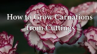 How to Grow Propagate Carnations or Dianthus from cuttings [upl. by Notsej]