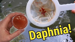 How I Culture Daphnia In Outdoor Tubs [upl. by Jovia]