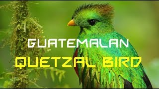 Guatemalan quetzal bird  AMAZING facts you did not know [upl. by Sreip]