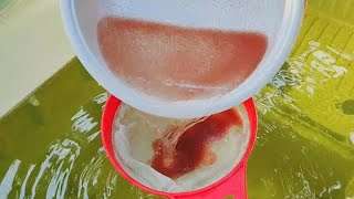 How to culture daphnia  Daphnia culture  How to grow daphnia outdoor [upl. by Ehud]