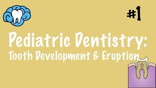 Pediatric Dentistry  Tooth Development and Eruption  INBDE ADAT [upl. by Gardie]