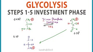 Glycolysis Steps 15 Cellular Respiration Investment Phase [upl. by Nylidam]