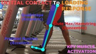 THE PHASES OF WALKING GAIT CYCLE BREAKDOWN [upl. by Schonfield387]