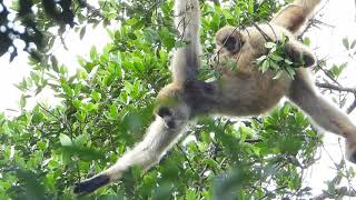 Muriqui monkey Brachyteles arachnoides  the largest primate of the Americas [upl. by Zemaj]