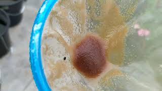 How to culture daphnia moina in a small container Part 1 English Subtitle [upl. by Larred206]