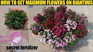 How To Get Maximum Flowers On Dianthus  Dianthus Plant  Sweet William [upl. by Assilav]