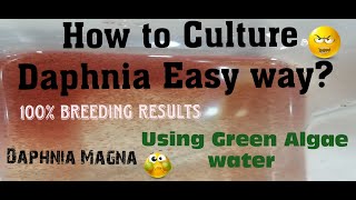 Daphnia MagnaHow to Culture Daphnia Easy wayCulturing Daphnia using Green water Daphnia [upl. by Gerome]