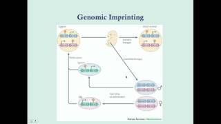 Imprinting and Uniparental Disomy  CRASH Medical Review Series [upl. by Mok]