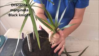 How to Prune amp Propagate your Draceana plants [upl. by Amelina]