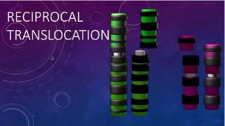 RECIPROCAL TRANSLOCATIONS AND SYNAPSIS [upl. by Lifton]