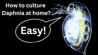 BEST Live Fish Food Beginner guide How to Culture Daphnia at home [upl. by Ydna607]