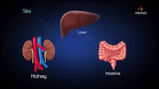 Metabolism of Fructose  Hereditary fructose intolerance  Fructokinase deficiency [upl. by Nils678]