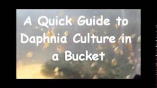 How to culture daphnia outside [upl. by Eden]