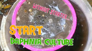 How to culture daphnia moina the easy way 1  Starting the Daphnia culture [upl. by Gard]