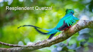 Resplendent Quetzal nesting  Costa Rica [upl. by Donavon44]