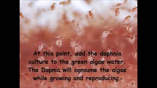 Daphnia  How to grow daphnia in your home [upl. by Akeemat]