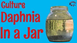 How to Culture Daphnia in a Jar [upl. by Navert]