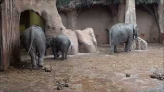 Ochtendritueel olifanten in Diergaarde Blijdorp  Morning ritual elephants at Rotterdam Zoo [upl. by Immas]