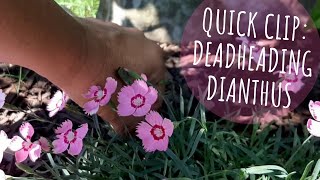 Quick Clip How to Easily Deadhead Dianthus 🌸 [upl. by Edgell]