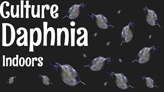 How to Culture Daphnia [upl. by Mars831]