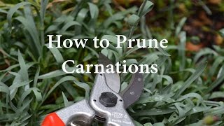 How to Prune Carnations or Dianthus [upl. by Joappa]