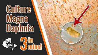 How to culture DAPHNIA MAGNA  The easy way [upl. by Anailuj]