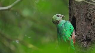 Resplendent Quetzal [upl. by Hillinck485]