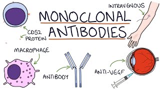 How do monoclonal antibodies work Rituximab infliximab adalimumab and others [upl. by Gifford822]