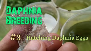 Daphnia Culture made simple and easy 3  Hatching Daphnia eggs [upl. by Gilemette]