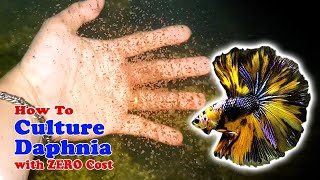 How to Culture Daphnia with ZERO Cost  Unlimited Live Food For Our Fish [upl. by Lyndel]