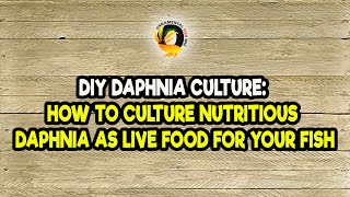 DIY Daphnia Culture How to Culture Nutritious Daphnia as Live Food for Your Fish [upl. by Hcir349]