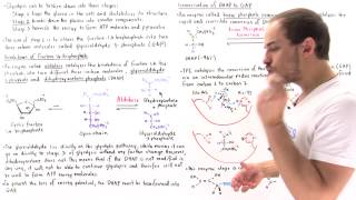 Stage 2 of Glycolysis Steps 45 [upl. by Shih964]