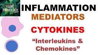 INFLAMMATION Part 6 Chemical Mediators CYTOKINES Interleukins amp Chemokines [upl. by Kennan]