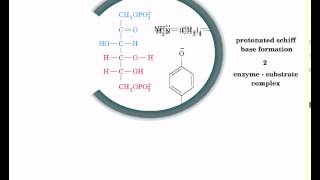 Reaction mechanism of aldolase [upl. by Nelav322]