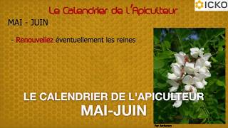 Apiculture  calendrier apicole mai à juin  Truffaut [upl. by Soirtimid]