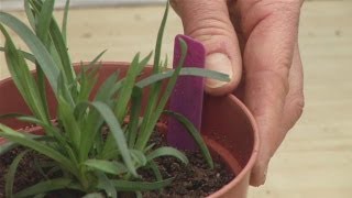 Guide To Transplanting A Dianthus [upl. by Claudetta]