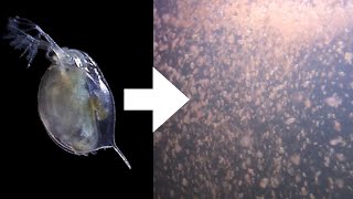 How I Culture Daphnia [upl. by Ahsael]